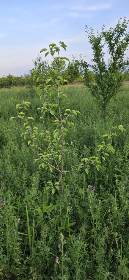 For Sale, Land