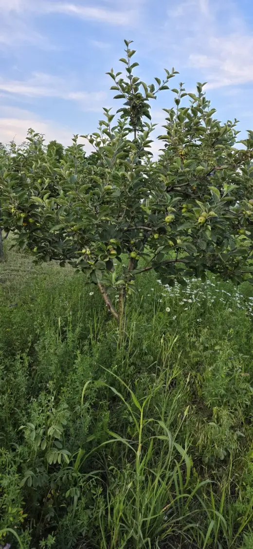 For Sale, Land