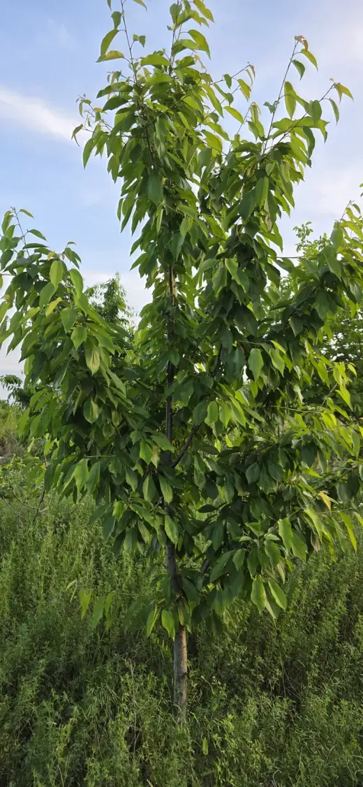 For Sale, Land