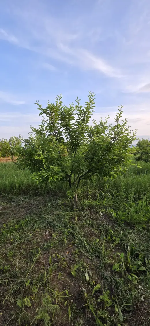 For Sale, Land