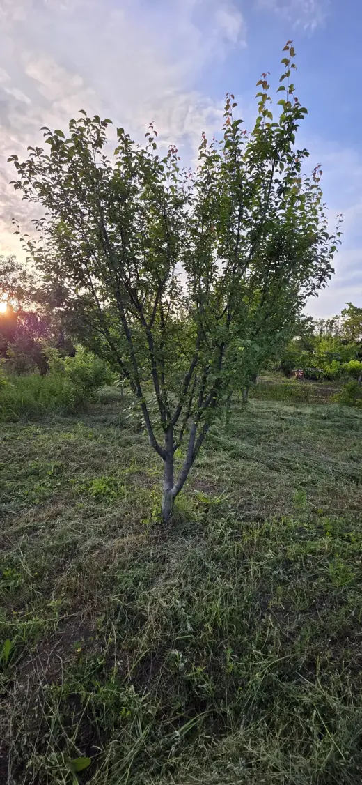 For Sale, Land
