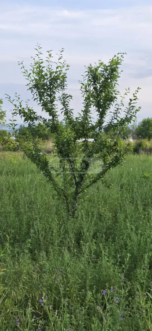 For Sale, Land