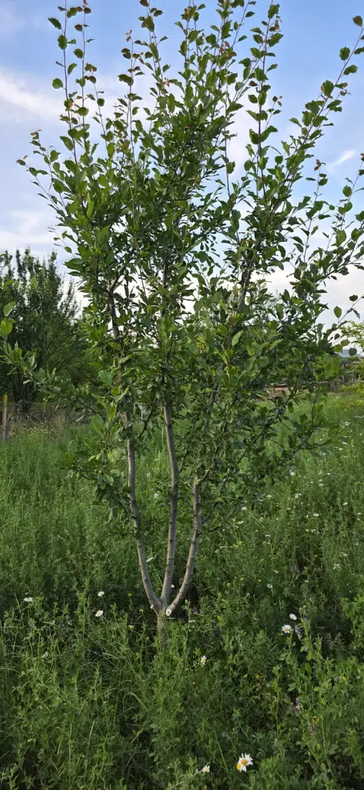 For Sale, Land