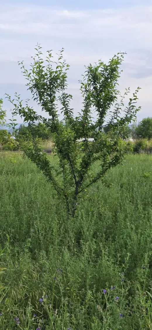 For Sale, Land