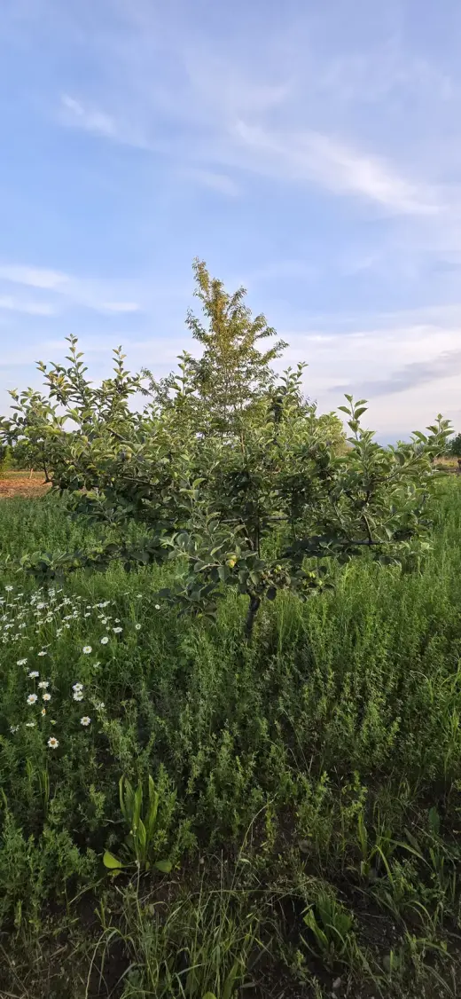For Sale, Land